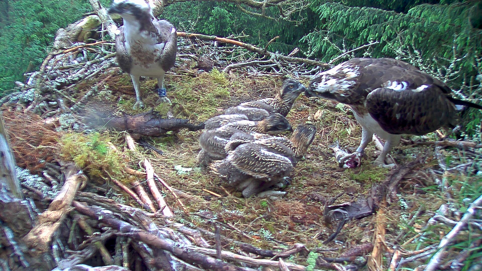 Osprey family in nest