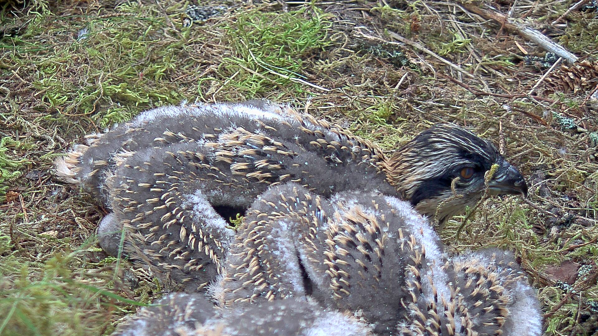 Close-up of osprey chicks