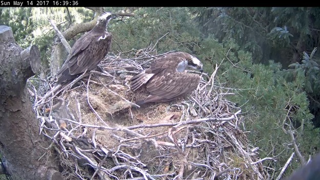 Two ospreys in a nest
