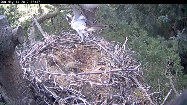 Osprey flying off from nest