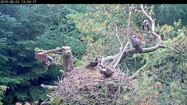 4 ospreys in and around a nest