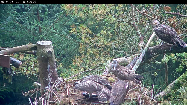 2 ospreys eat a fish while another 2 look on