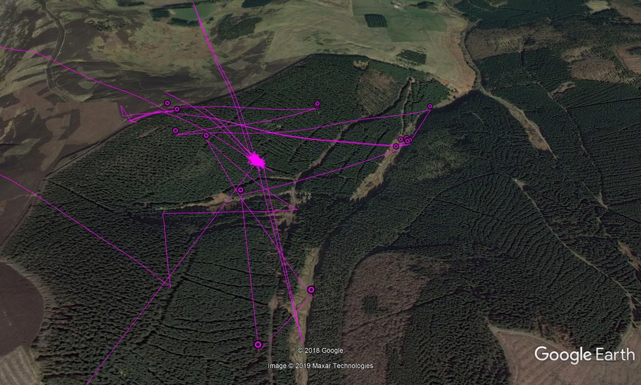 Satellite view of forest with osprey flightpath marked