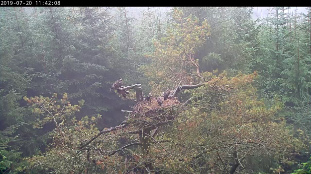 A nest atop a bare conifer tree