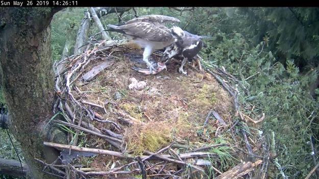 Two osprey standing in their nest
