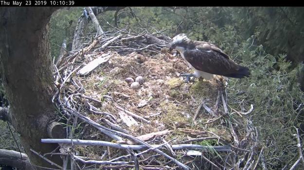 An adult osprey looking at its eggs