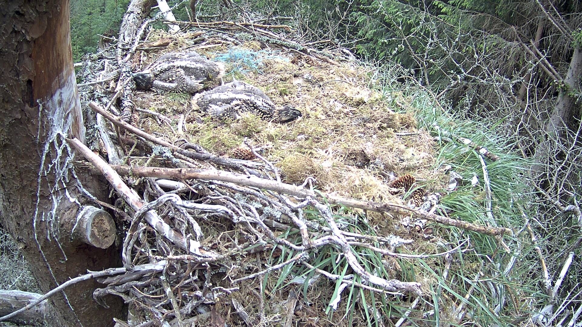 Ospreys in nest