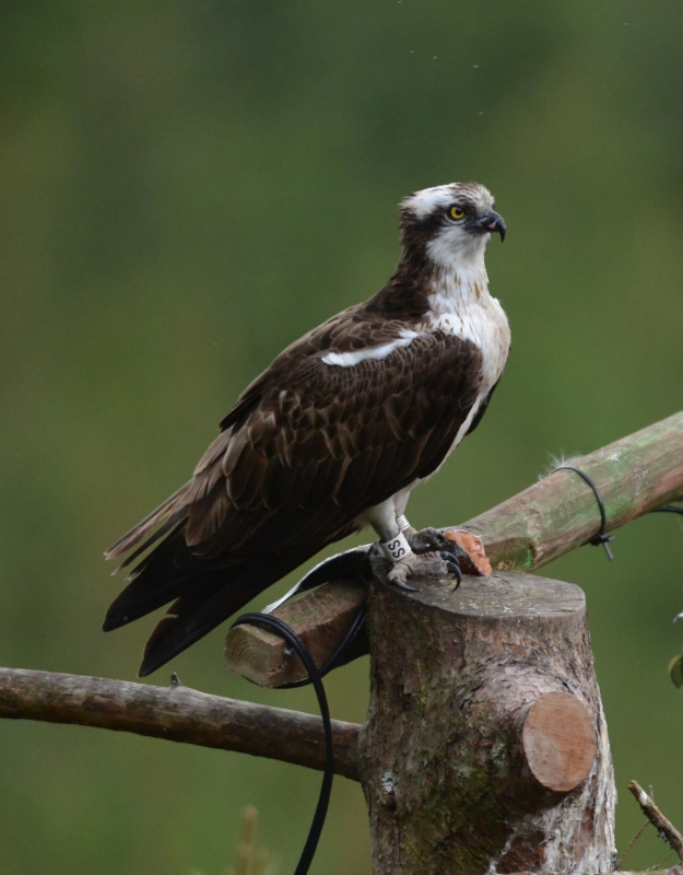 An osprey stands on a perch
