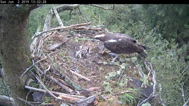 An osprey feeds a young chick