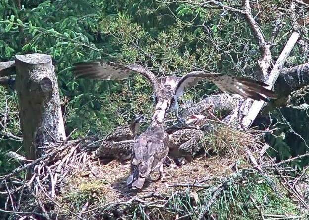 Osprey feeding other ospreys