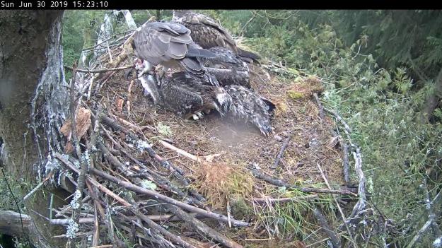 Three ospreys in a nest