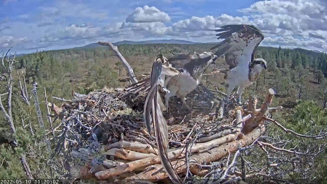 Ospreys at Loch Garten nest