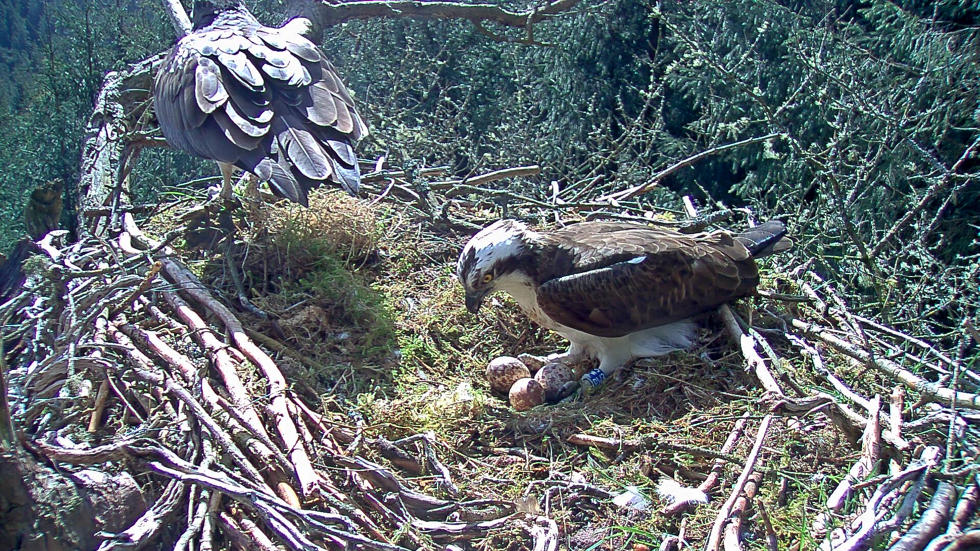 Two ospreys in nest
