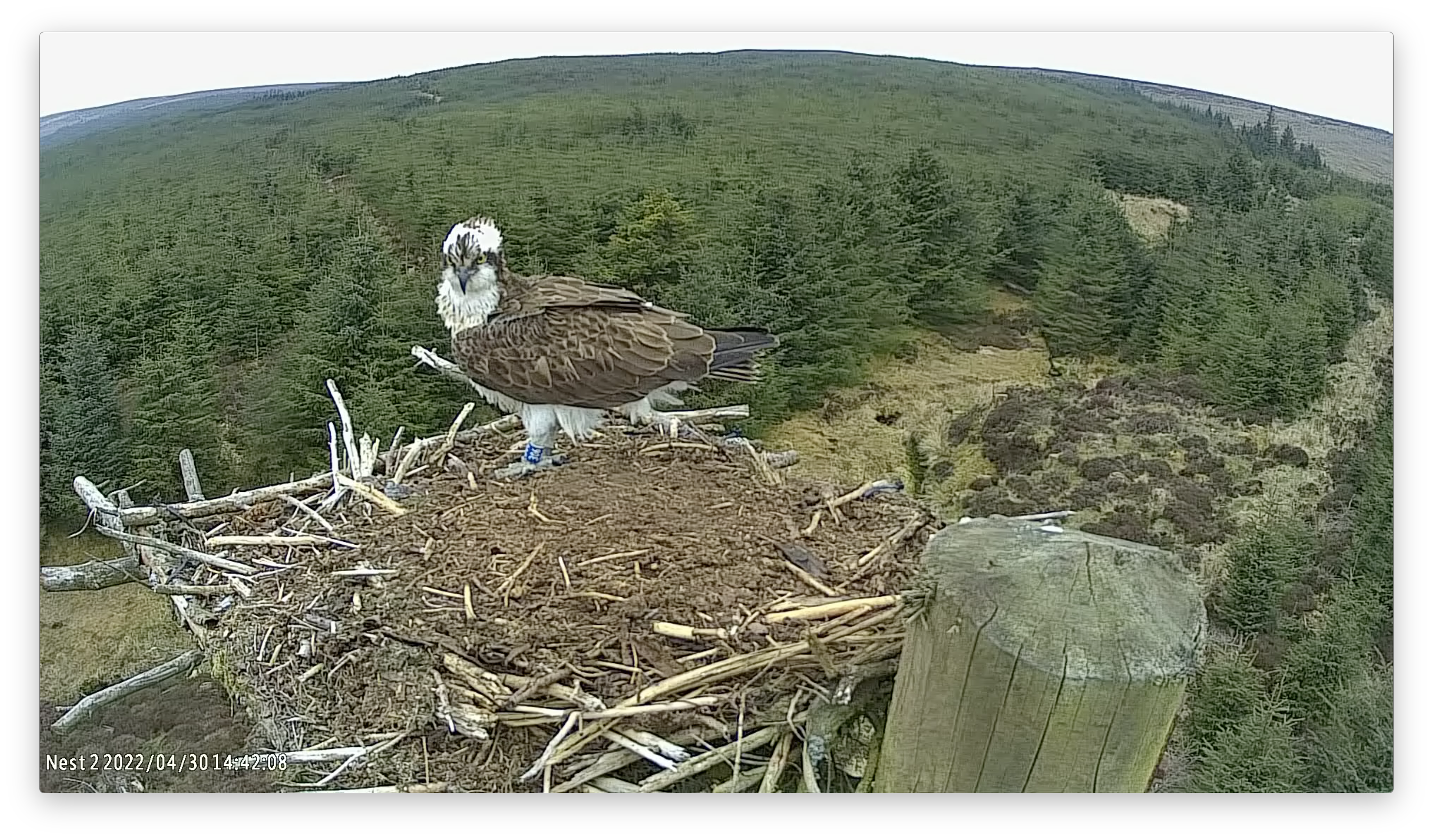 Osprey at Keilder Forest nest