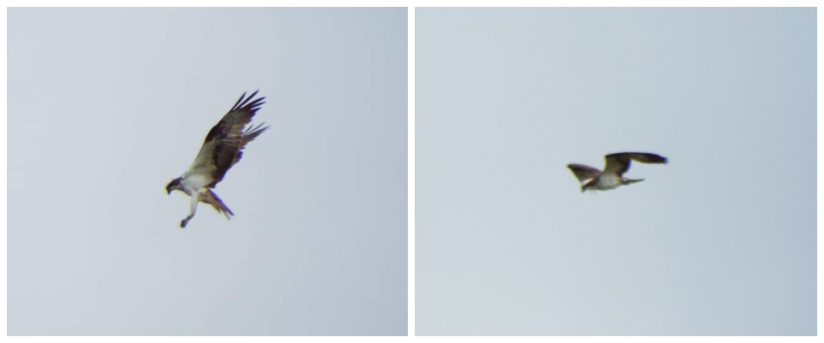 Two photos of an osprey flying above Innerleithen