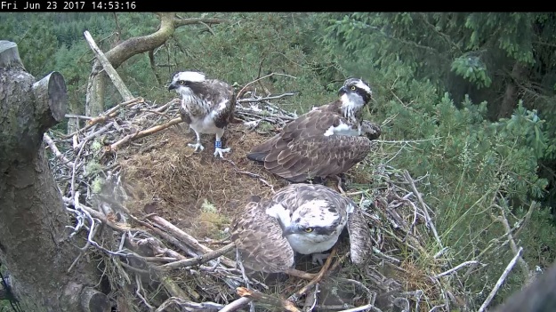 Three ospreys standing in a nest