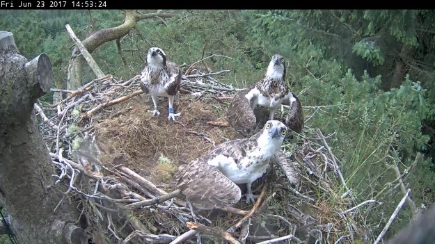 Three ospreys look towards camera