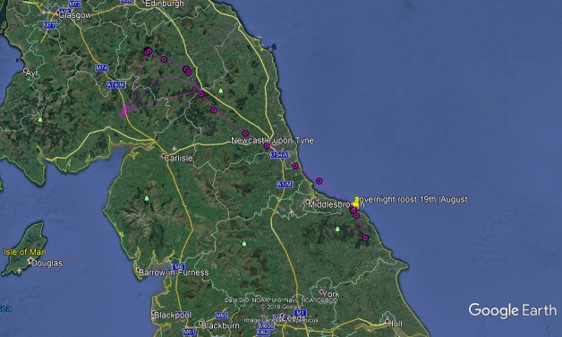 Satellite view of north England with osprey flightpath marked