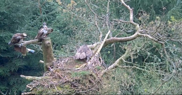 Two male ospreys look down on a nest containing one female