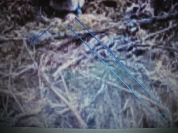Close-up of 3 eggs in a nest with arrows added to point them out