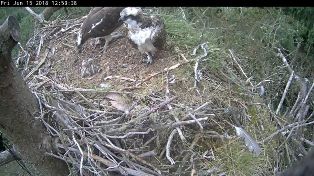 Two ospreys feeding very young chicks