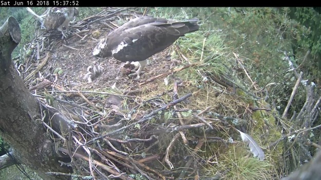 Osprey feeding two very young chicks