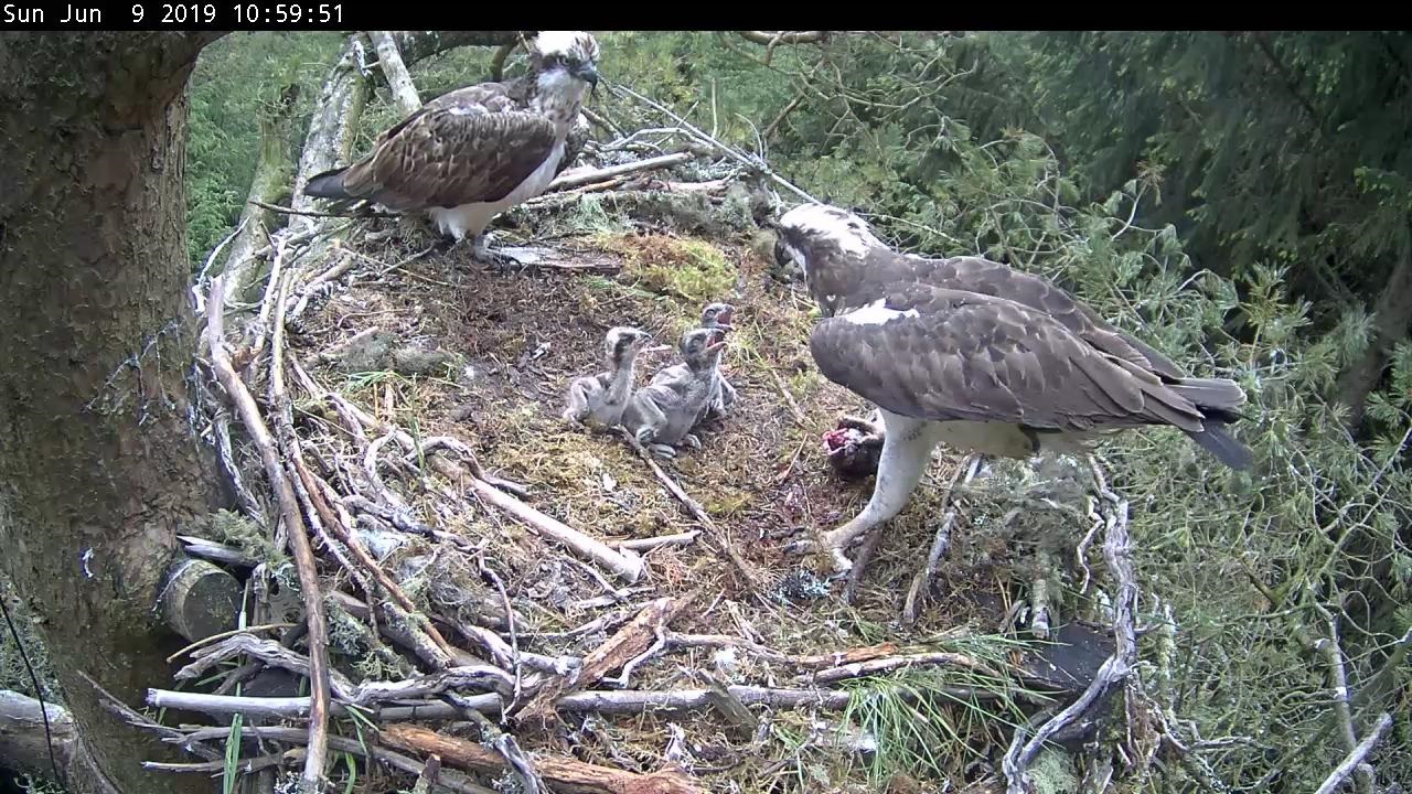 Osprey chicks looking at their parent