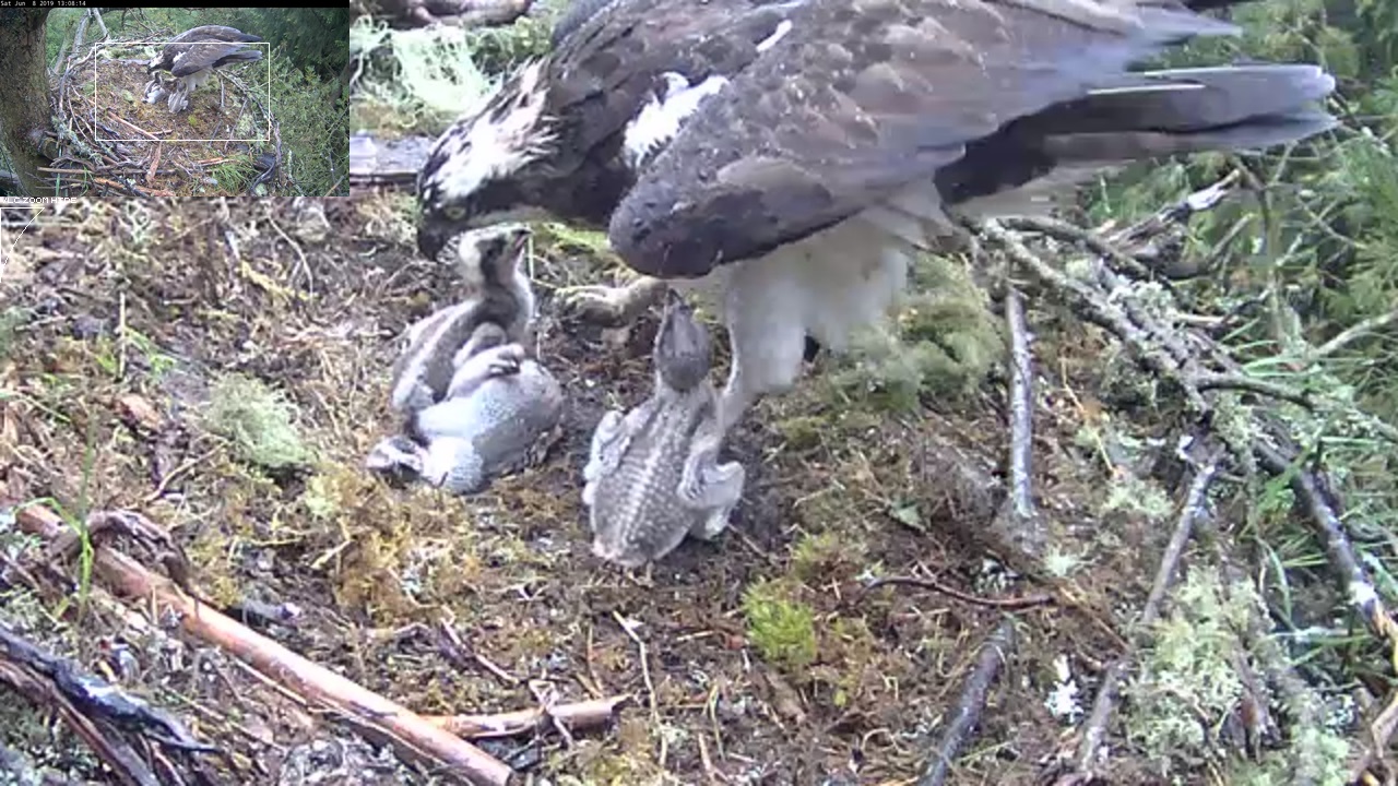 Osprey chick falling over