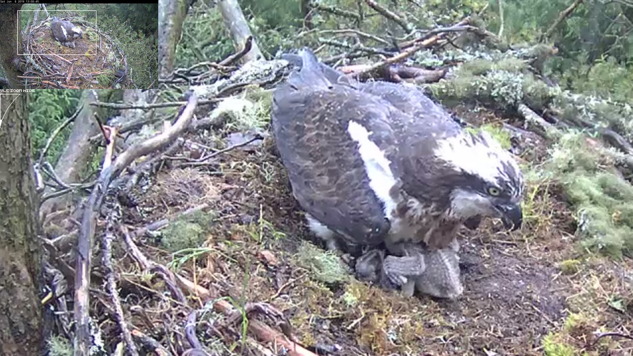 Osprey covering her chicks with her wings