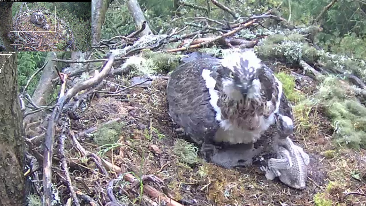 Chick squashed beneath a parent osprey