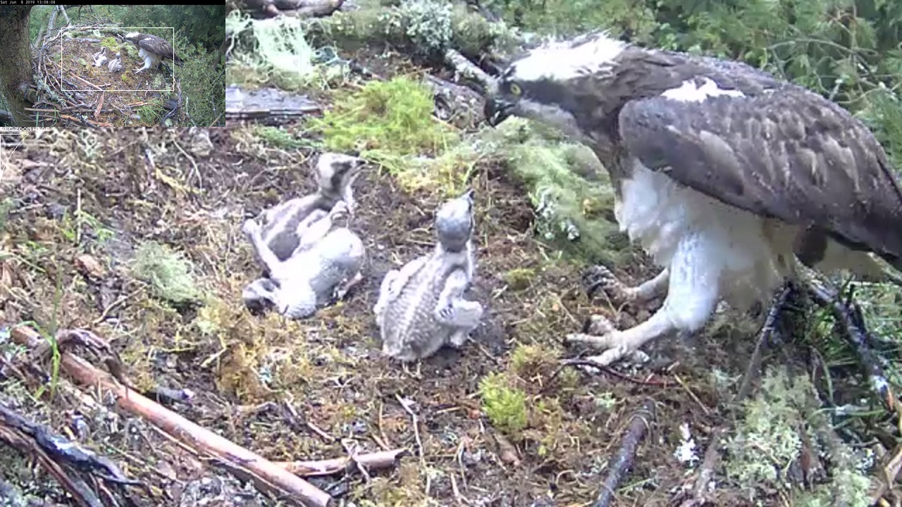 An osprey chick on its side in the nest with other ospreys