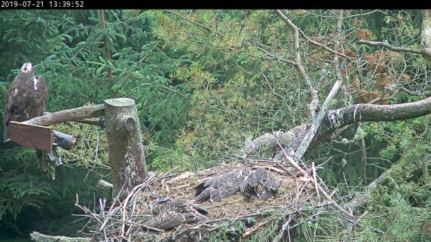 4 ospreys in and around a nest