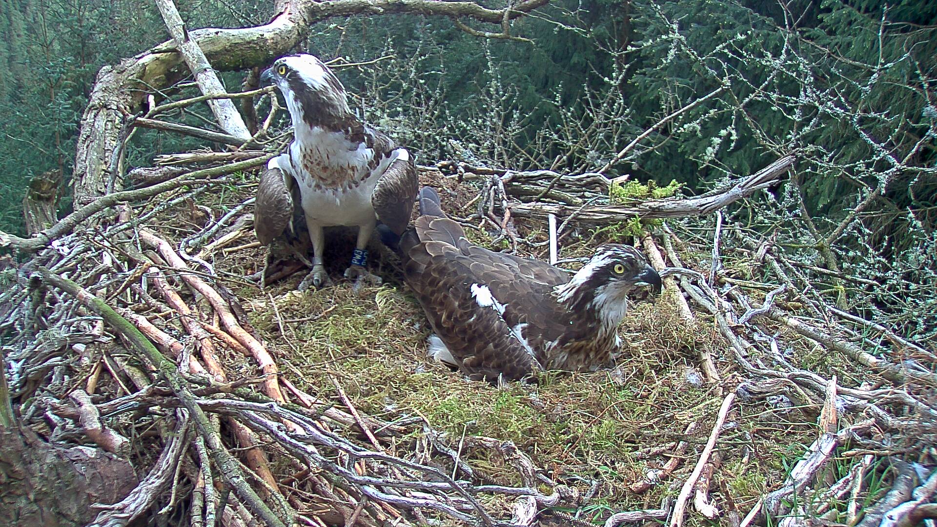 Two ospreys in a nest