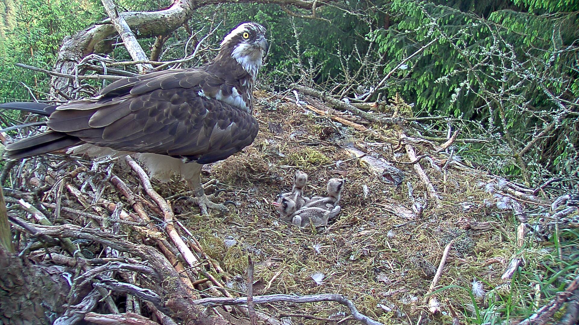 Male osprey guarding chicks in nest