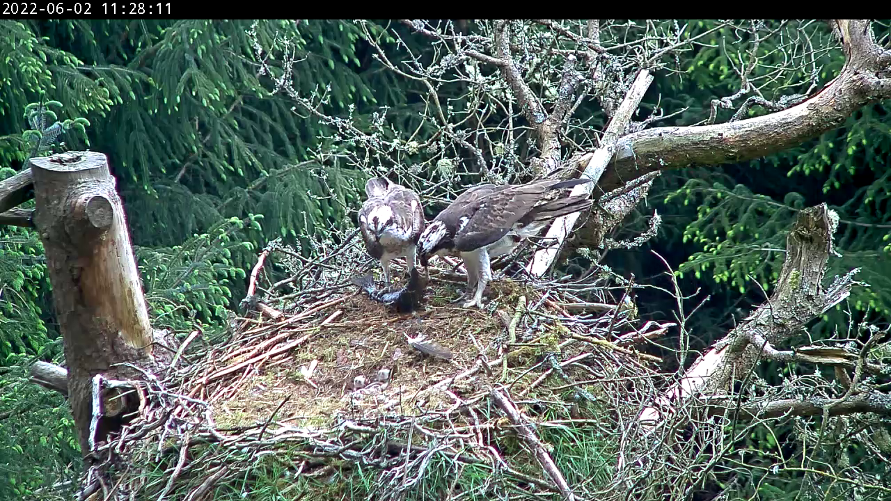 Osprey family feeding in the nest