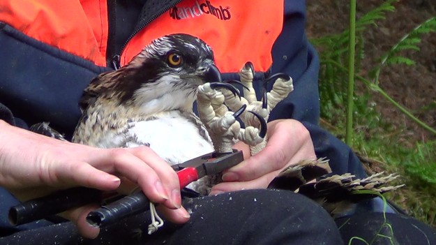 A tool attaches a leg ring to an osprey