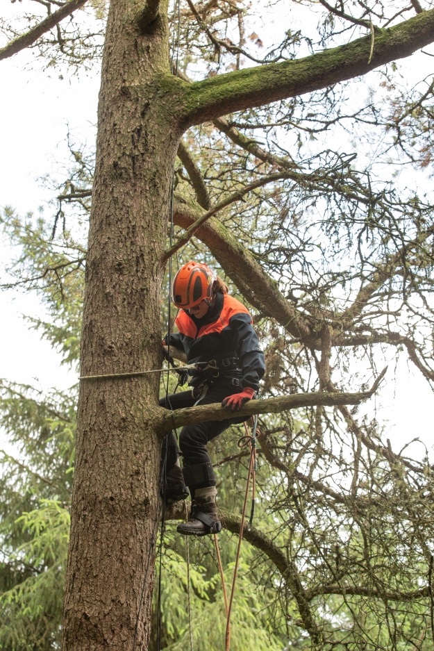 A forester climbing a tree