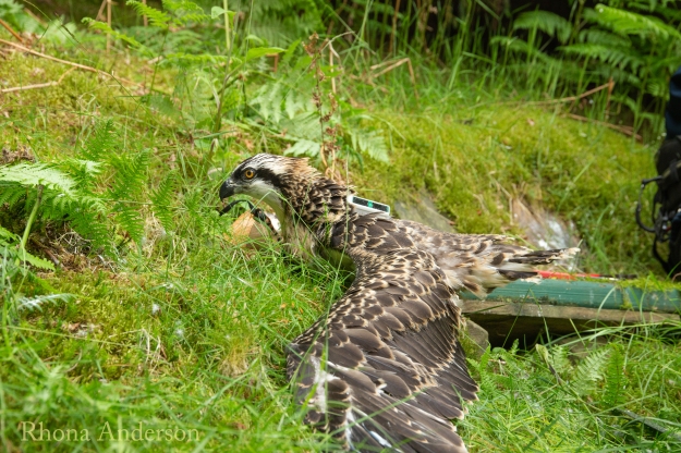 An osprey with an electronic tag on its back