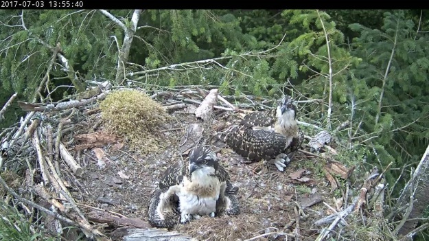 Two osprey chicks in nest