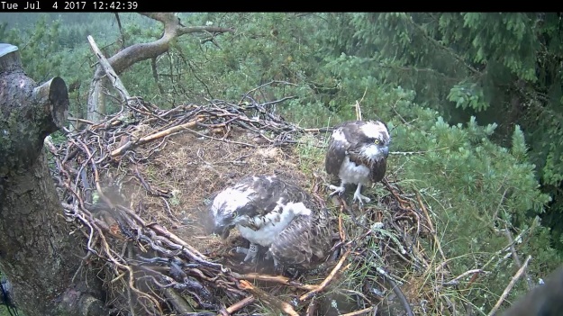 Two ospreys standing in their nest