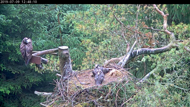 Chaffinches surround an osprey nest