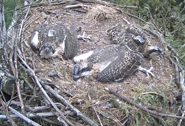 Two ospreys lying in a nest