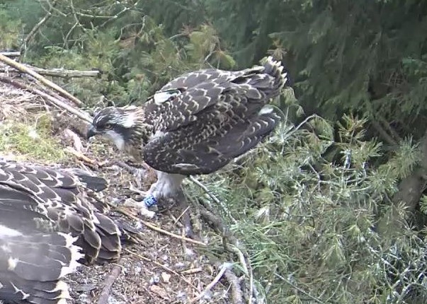 Osprey standing in nest