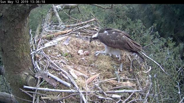Adult osprey looks at her 3 eggs