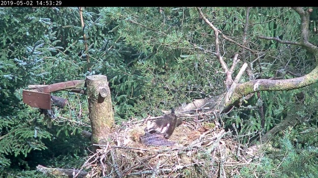 An osprey in a nest