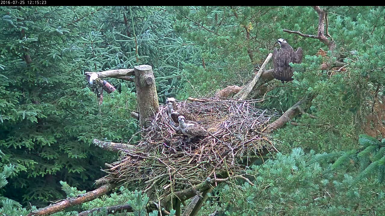 Osprey FS2 in nest