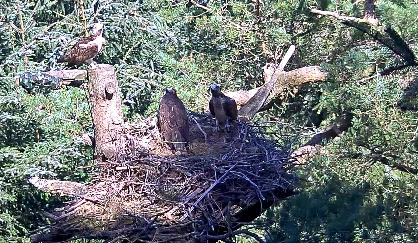 Osprey SS finds two females in his nest