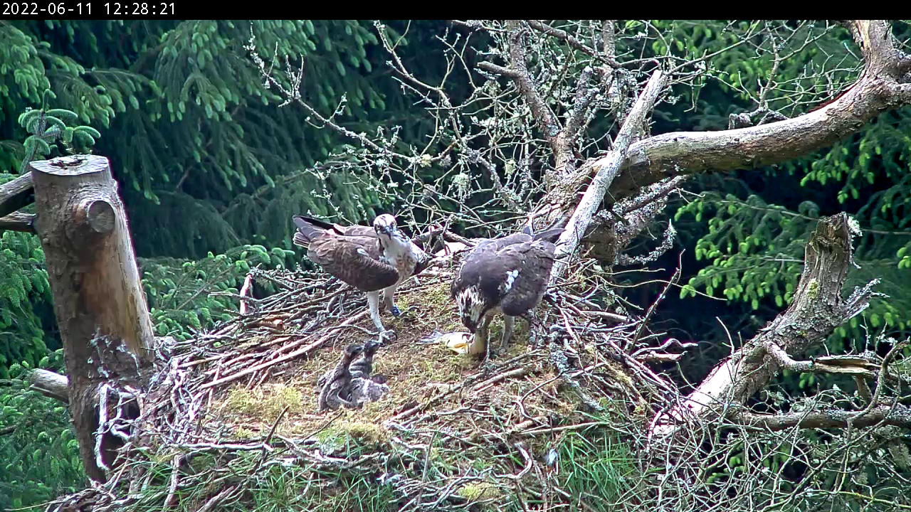 Adult osprey in nest with large fish