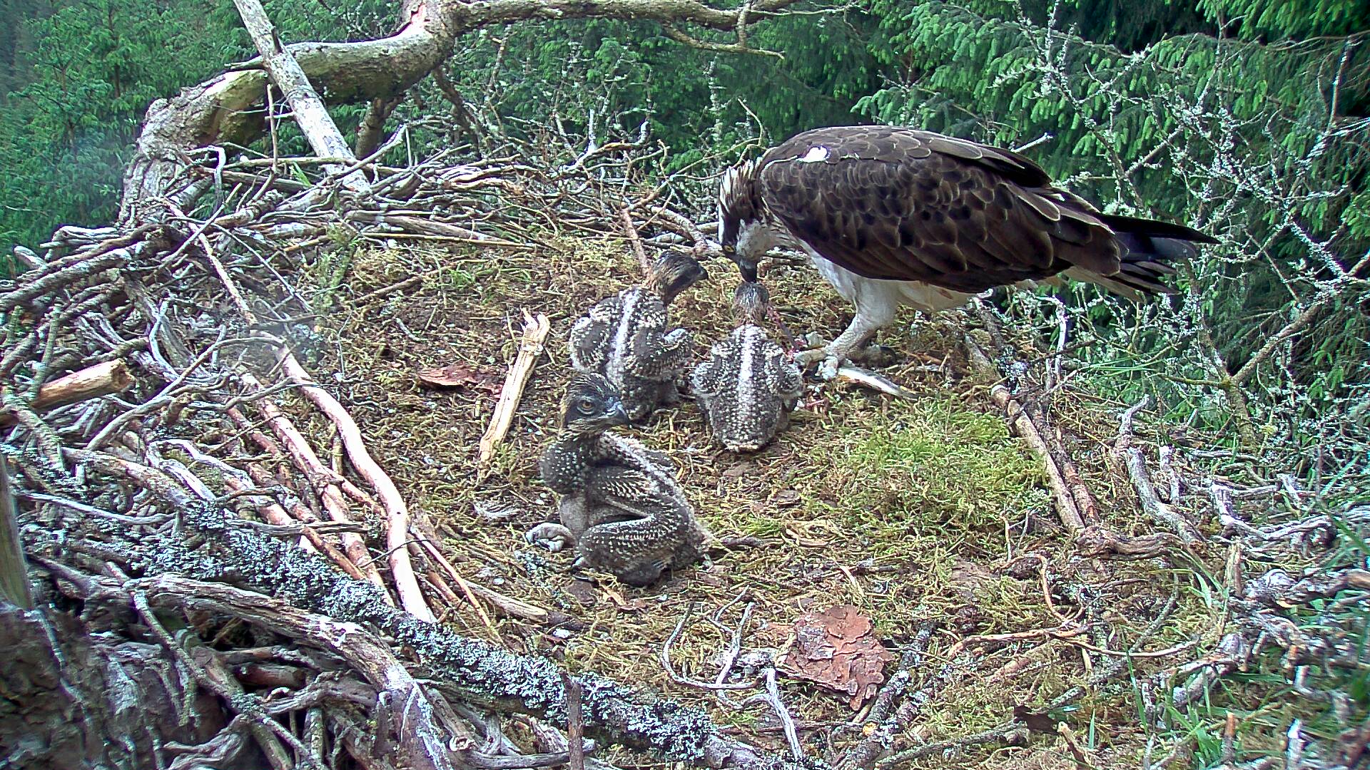 Adult osprey feeding chicks in nest
