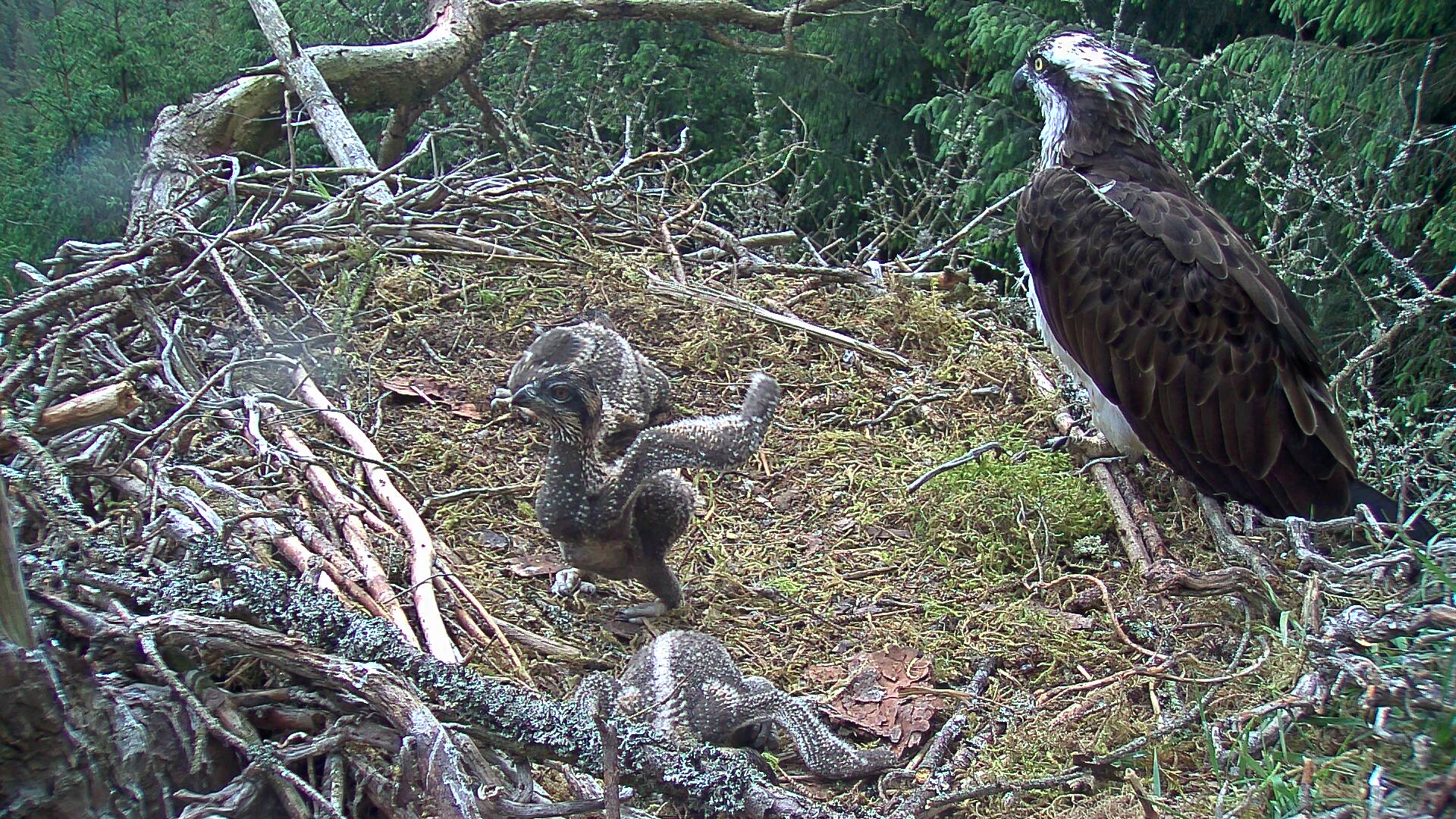 Young osprey chick hopping about in nest